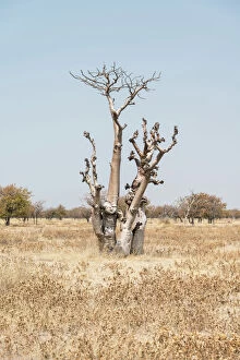 Namibia Collection: Moringa tree -Moringa ovalifolia-, Fairytale Forest, Sprokieswood, Etosha National Park, Namibia