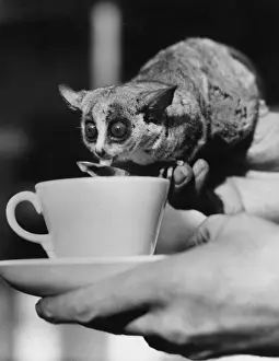 Morning Cocoa