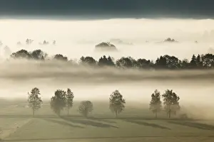 Morning Fog Prints: Morning fog over Loisach Moor or Loisach-Kochelsee-Moor near Grossweil