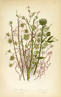 Images Dated 1st February 2016: Morning Glory, Dodder, Cuscuta, Flax, Clover, Victorian Botanical Illustration