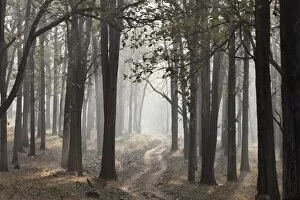 Morning mist and dirt road in the woods, Rajiv Gandhi National Park, Nagarhole National Park, Karnataka, South India