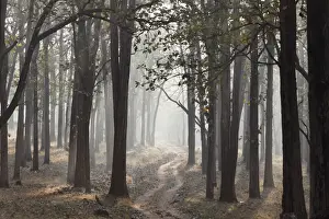 South Asia Prints: Morning mist and dirt road in the woods