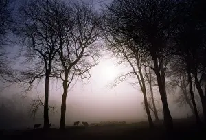 Morning mist, Co Wicklow, Ireland