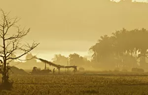 Images Dated 22nd February 2013: Morning mood in a rice paddy, Ngapali Beach, Thandwe, Myanmar
