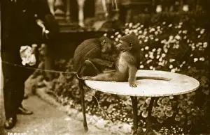 Baboon Prints: Morning Toilet