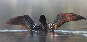 Images Dated 6th July 2015: Morning welcome - Common loon