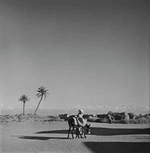 Huty33006 Prints: A Moroccan Man With A Mule