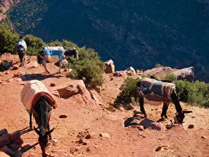 Images Dated 16th October 2011: Morocco, donkeys at Atlas Mountains