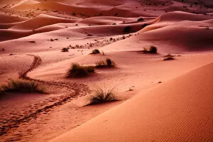 Sahara Desert Landscapes Gallery: Morocco - Sahara: Desert Trail