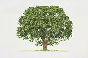 Morus alba, White Mulberry, leafy tree with a short thick trunk