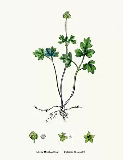 Images Dated 22nd April 2016: Moschatel plant Adoxa moschatellina scientific illustration