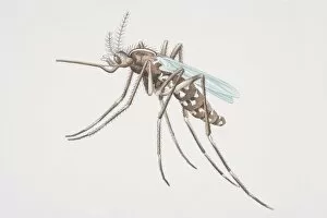 Images Dated 3rd July 2006: Mosquito (Culicidae), side view