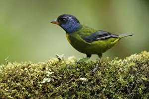 Moss-backed Tanager (Bangsia edwardsi)
