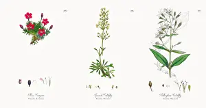 Moss Campion, Silene Acaulis, Victorian Botanical Illustration, 1863