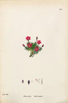 Moss Campion, Silene Acaulis, Victorian Botanical Illustration, 1863