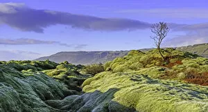 Images Dated 3rd March 2013: Moss covered lava fields