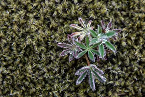 Moss, emerging Lupine -Lupinus-, Iceland