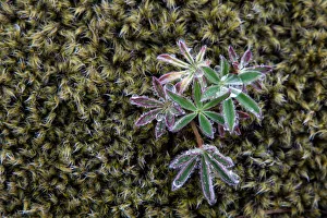 Images Dated 23rd May 2012: Moss, emerging Lupine -Lupinus-, Iceland
