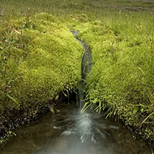 Images Dated 13th August 2009: Moss with fresh water creek