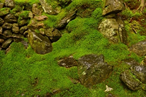 Images Dated 5th June 2015: Moss garden