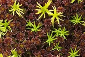 Moss in the Grosser Filz area, Nationalpark Bayrischer Wald National Park Bavarian Forest, Bavaria, Germany, Europe