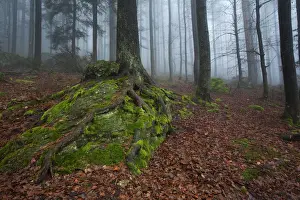 Picea Prints: Moss and lichens on spruce trees, Bavarian Forest National Park, Bavaria, Germany, Europe