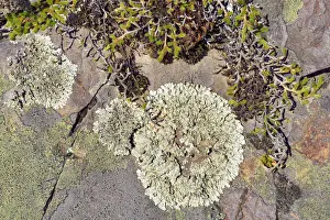 Idaho Prints: Moss, Map Lichen -Rhizocarpon geographicum- and other lichen