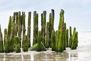 Moss overgrown groynes, Rantum, Westerland, Sylt, North Frisia, Sylt, North Frisian Islands, Schleswig-Holstein