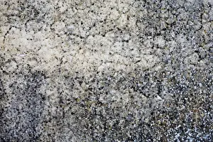 Fill Prints: Moss on a rock