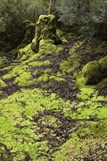 Moss in temperate rainforest, Weindorfers Forest