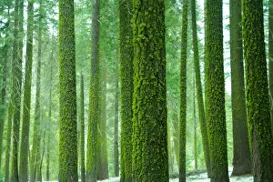 Images Dated 14th May 2011: Moss on the trees in Yosemite, California, USA