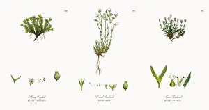 Mossy Cyphel, Alsine Cherleria, Victorian Botanical Illustration, 1863