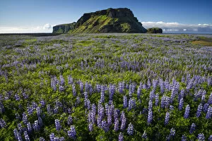 Mossy mountain, Nootka lupine -Lupinus nootkatensis- at Vik i Myrdal, South Coast, Iceland, Europe