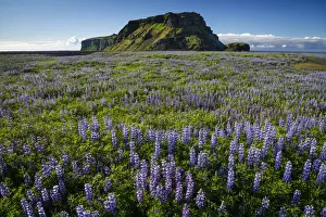 Alaska Prints: Mossy mountain, Nootka lupine -Lupinus nootkatensis- at Vik i Myrdal