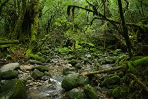 On The Move Prints: Mossy rainforest stream, Yakushima, Japan