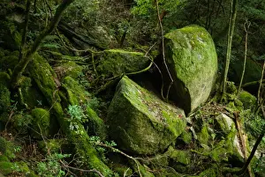 Mossy subtropical rainforest, Yakushima, Japan