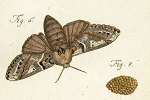 Images Dated 7th August 2015: Moth, a 18th century scientific illustration