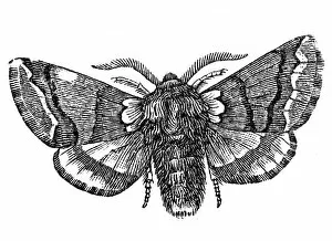 Woodland Gallery: Moth (Cnethocampa processionea)
