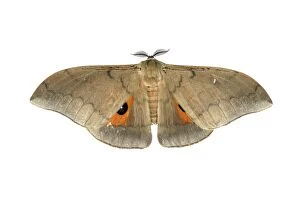Images Dated 3rd March 2014: Moth species Pseudobunea alinda, Oromia Region, Ethiopia