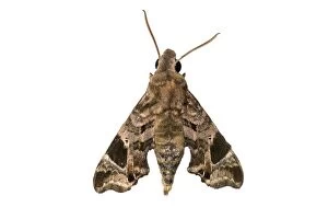 Images Dated 28th February 2014: Moth species -Temnora plagiata-, Oromia Region, Ethiopia