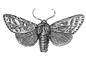 Oak Tree Gallery: Moth (Trachea piniperda)
