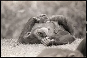 Chimpanzee Prints: Mother and Baby Chimpanzees Sleeping Outside