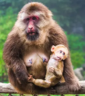 Mother and baby Macaque monkey