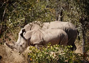 Images Dated 16th August 2015: Mother and baby white rhinos, Zambia