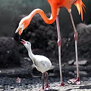 Mother flamingo kising her baby
