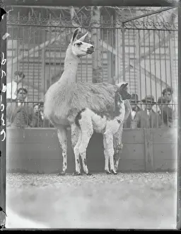 Llama Prints: Mother Llama Standing with Child