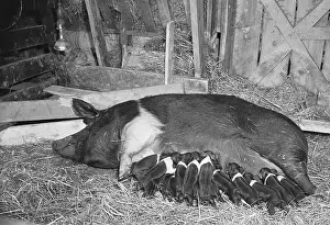 Pork Prints: Mother Pig Suckling Piglets in Barn