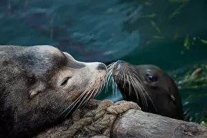 Mother and Pup Sea Lions nose-to-nose
