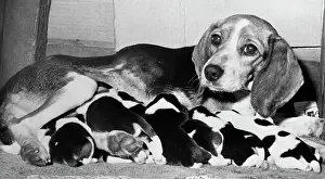 Wheeling Prints: Mother and Pups Lying Together