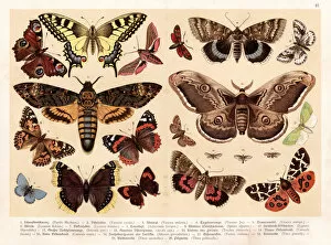 Images Dated 30th July 2016: Moths and butterflies chromolithography 1888